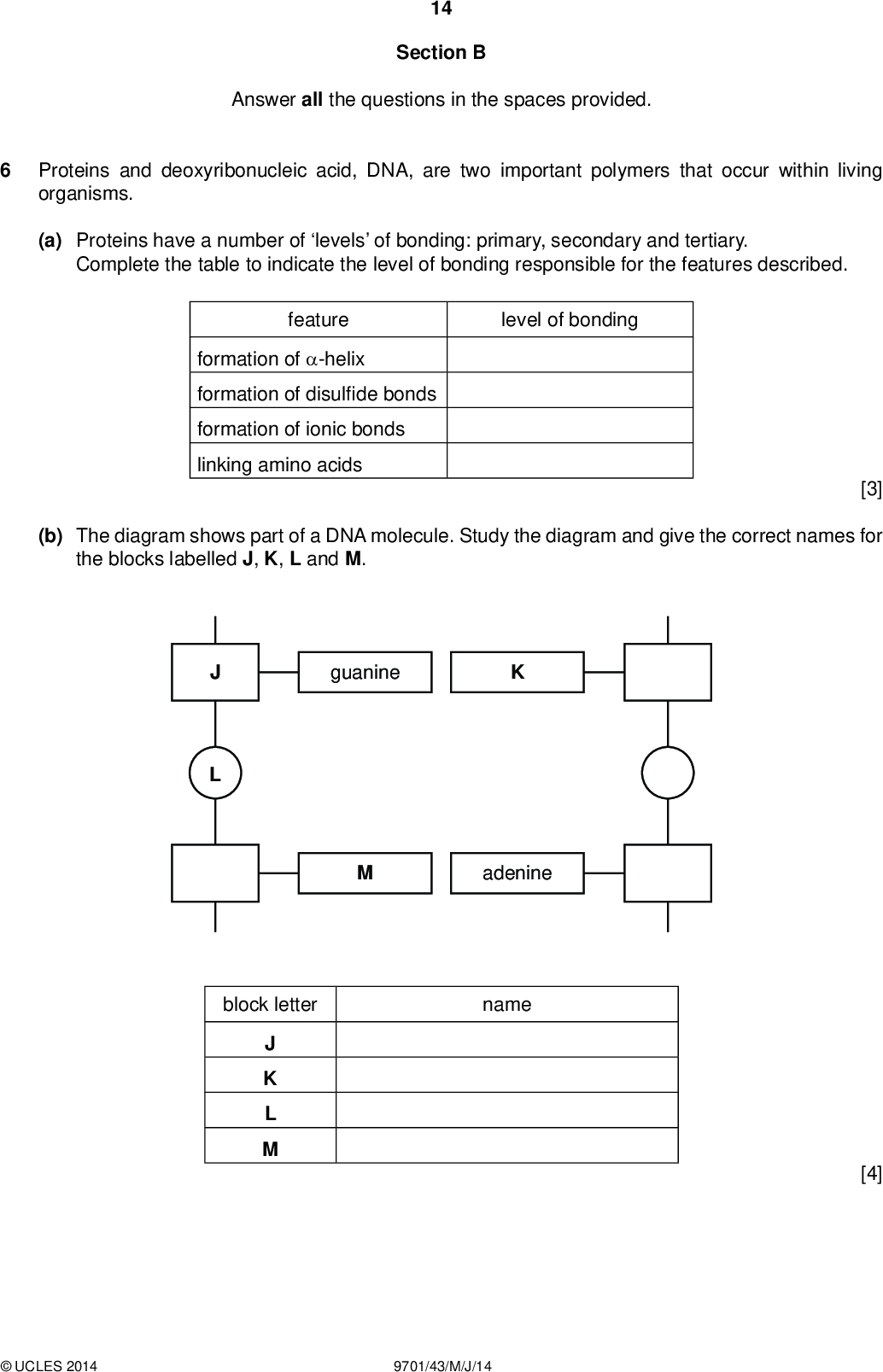 14 Section B Answer all the questions in the spaces provided. PMT Proteins and deoxyribonucleic acid, DNA, are two important polymers that occur within living organisms. (a) Proteins have a number of levels of bonding: primary, secondary and tertiary. Complete the table to indicate the level of bonding responsible for the features described. feature level of bonding formation of -helix formation of disul de bonds formation of ionic bonds linking amino acids [3] (b) The diagram shows part of a DNA molecule. Study the diagram and give the correct names for the blocks labelled J, K, L and M. guanine adenine block letter name J K L M [4]UCLES 2014 9701/43/M/J/14<br />
 PMT 15 (c) The DNA molecule is formed from two polymer strands which are held together until DNA replication occurs. (i) What type of bonding holds the strands together?(ii) Explain why this type of bonding allows the base pairs within the strands to separate during replication at normal body temperature.[2] (d) In the polymer RNA, the identities of two of the blocks, J, K, L or M, are different. For one of these blocks that are different, give its correct name in DNA and in RNA. DNA:RNA:[1] [Total: 10]UCLES 2014 9701/43/M/J/14 [Turn over<br />
